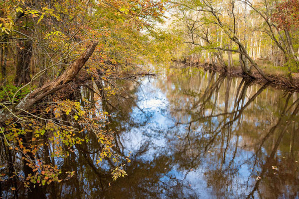 Best Places to Kayak: Maryland's Pocomoke River at Porters Crossing